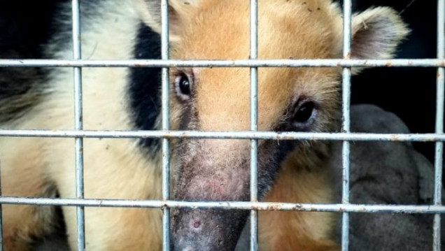 imagen Tráfico ilegal de animales: cómo llegó un oso hormiguero a Santa Rosa