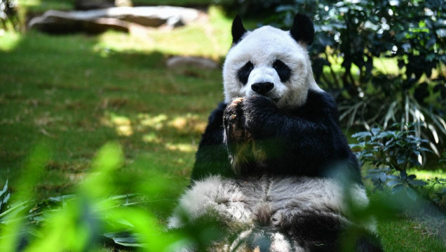 imagen El panda macho en cautiverio más longevo del mundo murió a los 35 años 