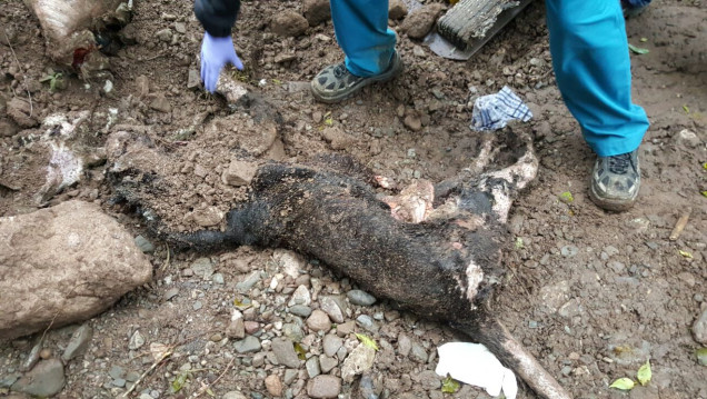 imagen Apareció el cuerpo de la pantera negra muerta en el Zoo