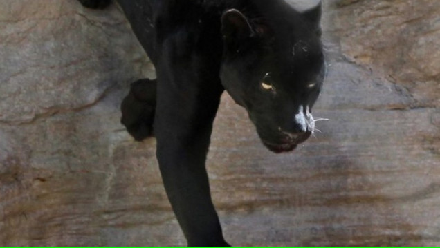 imagen Murió la única pantera negra del Zoo de Mendoza