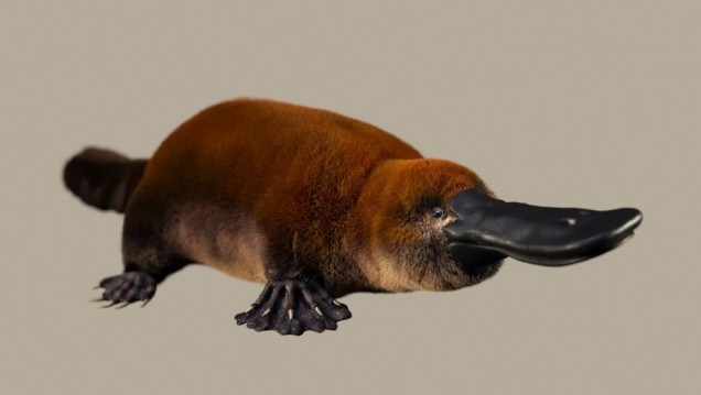 imagen Sorprendente hallazgo en la Patagonia de un ornitorrinco que vivió hace 70 millones de años