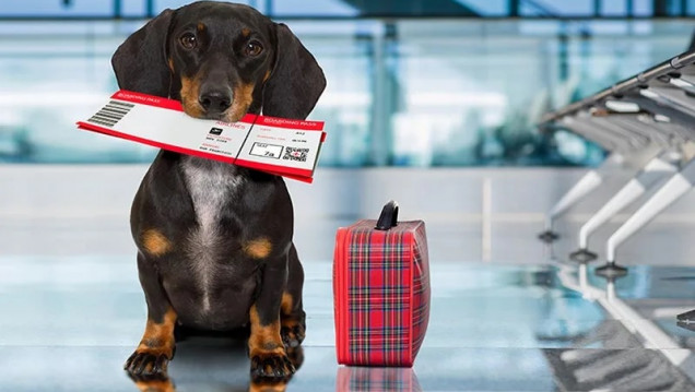 imagen En 2022 aumentó un 77% la cantidad de certificados para viajar con perros y gatos al exterior