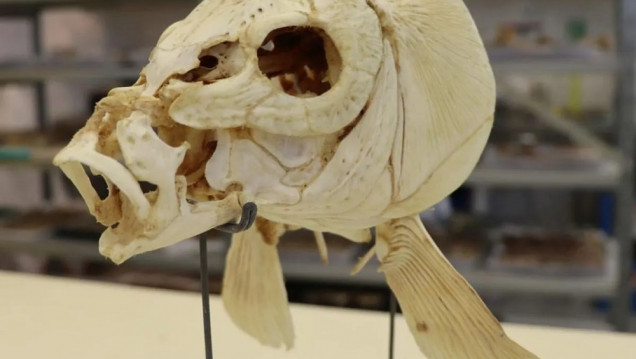 imagen Encuentran restos de pescado cocinado de hace 780.000 años