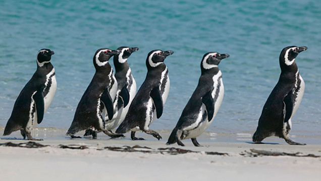 imagen Colosal reconstrucción de la historia evolutiva de los pingüinos 