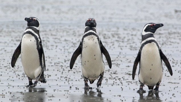 imagen Aportan la primera evidencia de contaminación por microplásticos y otros desechos en pingüinos de Magallanes