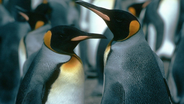 imagen Hallan nueva colonia de pingüinos emperador en la Antártida