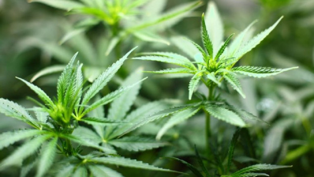 imagen Jujuy producirá cannabis medicinal