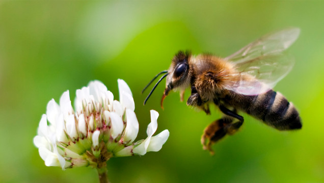 imagen Heroínas naturales: la importancia de las abejas en la conservación de la biodiversidad