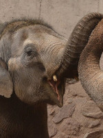 Pocha y Guillermina, un nuevo hogar para las elefantas mendocinas