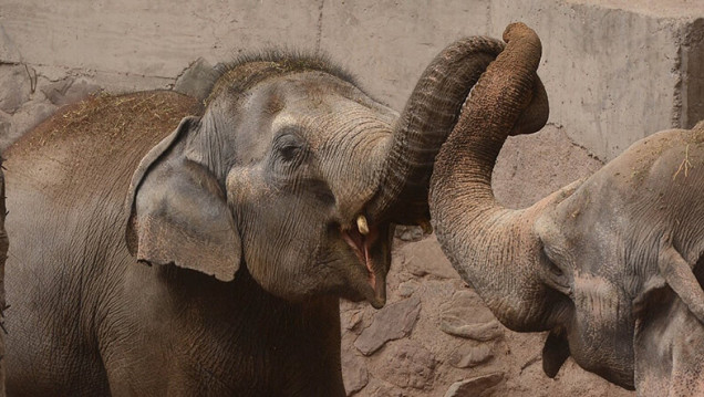 imagen Pocha y Guillermina, un nuevo hogar para las elefantas mendocinas