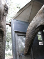 Luego de cinco días de viaje, Pocha y Guillermina están en el santuario de elefantes en Brasil