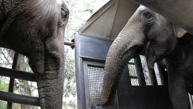 imagen Luego de cinco días de viaje, Pocha y Guillermina están en el santuario de elefantes en Brasil
