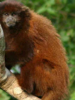 Primates en Argentina: solo el 7 % del territorio que habitan las 5 especies está protegido
