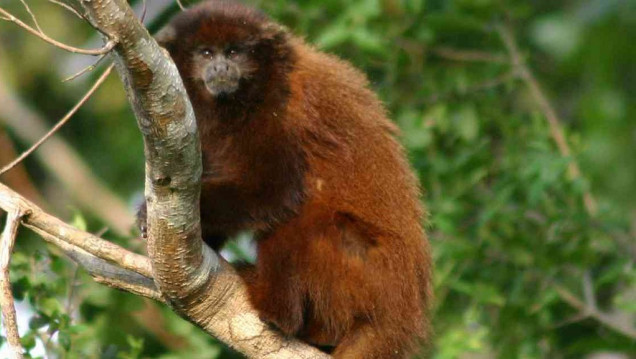 imagen Primates en Argentina: solo el 7 % del territorio que habitan las 5 especies está protegido