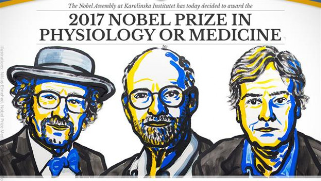 imagen El Nobel de Medicina será para quienes descubrieron cómo funciona el "reloj biológico"