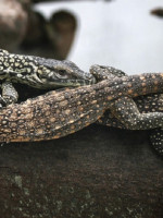 El 20% de los reptiles se encuentra en peligro de extinción