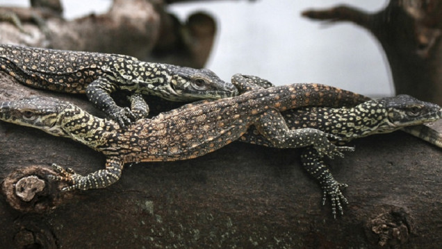 imagen El 20% de los reptiles se encuentra en peligro de extinción