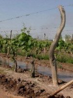 Financiamiento internacional para Irrigación: más de $600 millones en obras