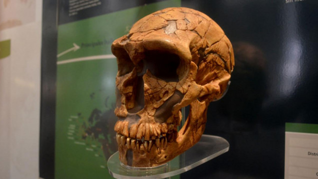 imagen Las personas latinoamericanas tienen una importante presencia de ADN neandertal