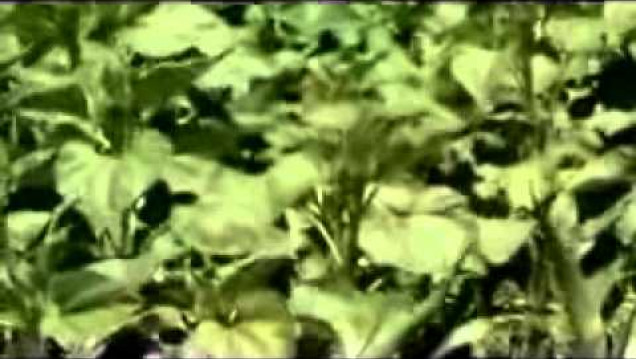 imagen Estiman cosecha récord de soja
