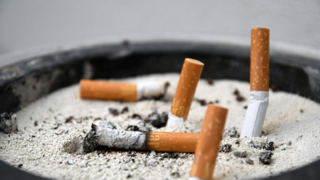 imagen Investigadoras argentinas hallaron hongos que descontaminan las colillas de cigarrillos
