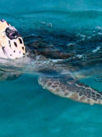 El tortugo Jorge llegó a su nuevo hogar en Mar del Plata