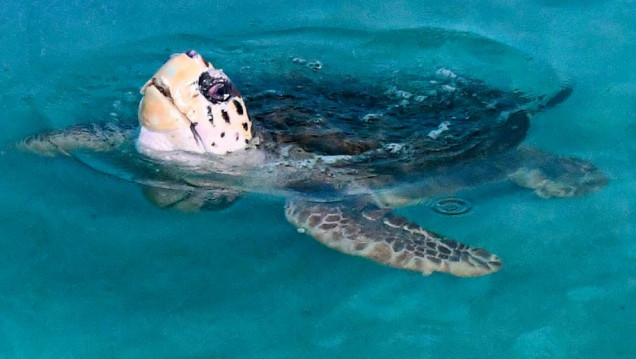 imagen El tortugo Jorge llegó a su nuevo hogar en Mar del Plata