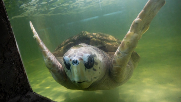 imagen Luego de muchas pruebas, el tortugo Jorge se va a Mar del Plata