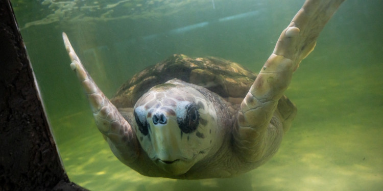 Luego de muchas pruebas, el tortugo Jorge se va a Mar del Plata