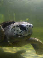 El tortugo se va a Mar del Plata: "Jorge respondió muy bien y está muy tranquilo"