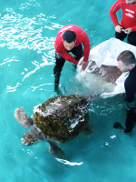 El tortugo Jorge cumplió un mes de rehabilitación en Mar del Plata: "Está en óptimas condiciones de salud"
