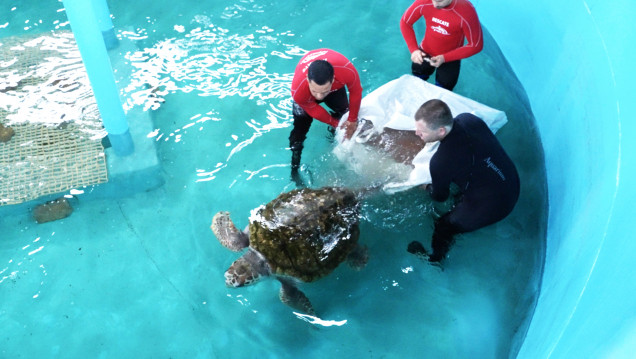 imagen El tortugo Jorge cumplió un mes de rehabilitación en Mar del Plata: "Está en óptimas condiciones de salud"