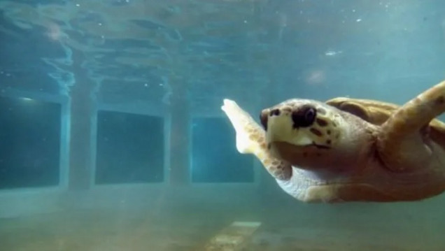 imagen Especialistas coinciden en que lo mejor para el tortugo Jorge es trasladarlo a Mar del Plata