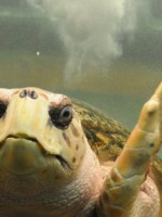 Trasladan al tortugo Jorge a Mar del Plata para rehabilitarlo, luego de casi 40 años en cautiverio