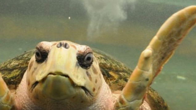 imagen Trasladan al tortugo Jorge a Mar del Plata para rehabilitarlo, luego de casi 40 años en cautiverio