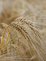 Evaluaron el impacto del cambio climático en la producción y calidad del trigo y la cebada