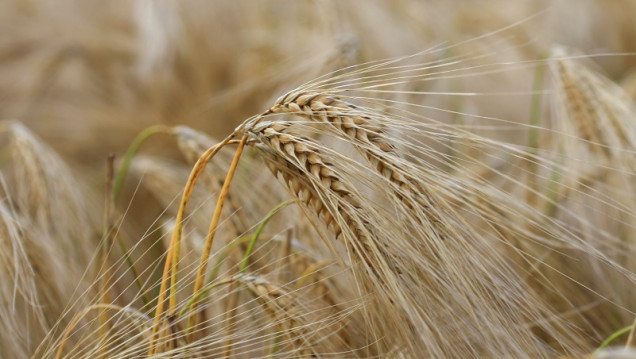 imagen Evaluaron el impacto del cambio climático en la producción y calidad del trigo y la cebada