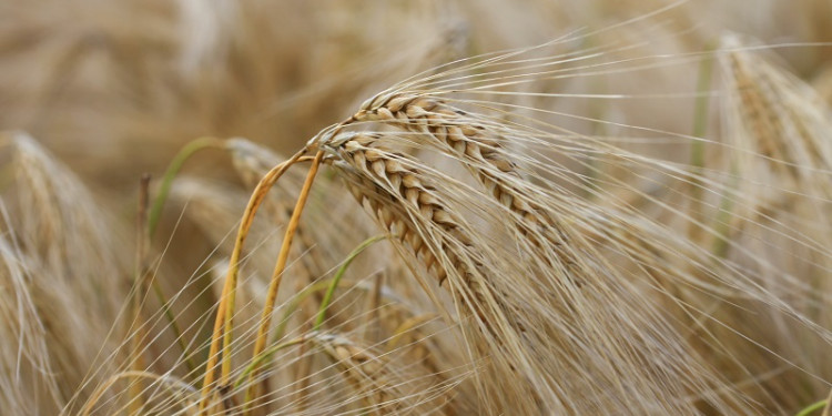 Evaluaron el impacto del cambio climático en la producción y calidad del trigo y la cebada