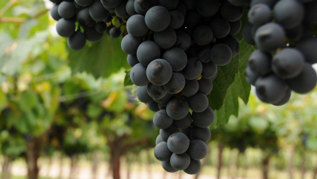 imagen Bolivia prohibió la importación de uva y vinos por tres meses