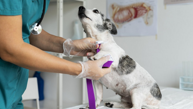 imagen Las farmacias ya pueden vender remedios para mascotas recetados en veterinarias 