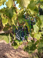 Aplican inteligencia artificial para mejorar el pronóstico de cosecha en los viñedos