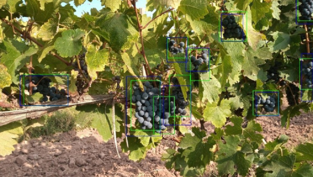 imagen Aplican inteligencia artificial para mejorar el pronóstico de cosecha en los viñedos