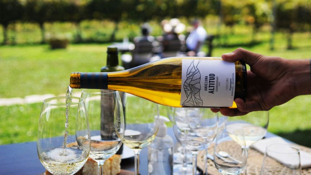 imagen Chardonnay, el varietal blanco más exportado de Argentina, tiene su base en Mendoza 