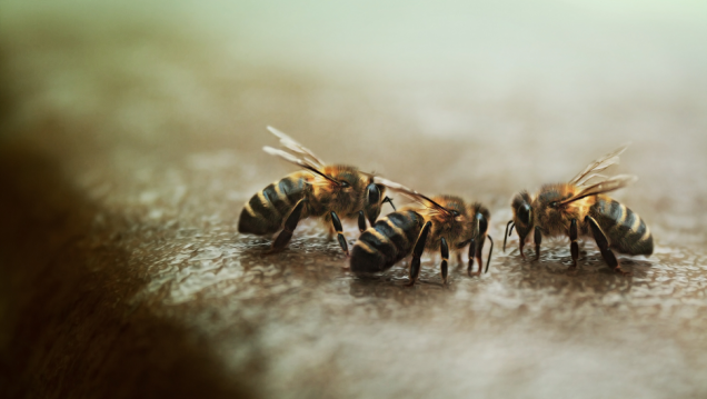 imagen Las abejas mueren y poco se puede hacer al respecto