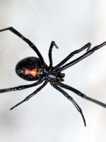 Cómo prevenir y actuar frente a picaduras de arañas, escorpiones y víboras