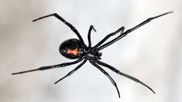 imagen Cómo prevenir y actuar frente a picaduras de arañas, escorpiones y víboras