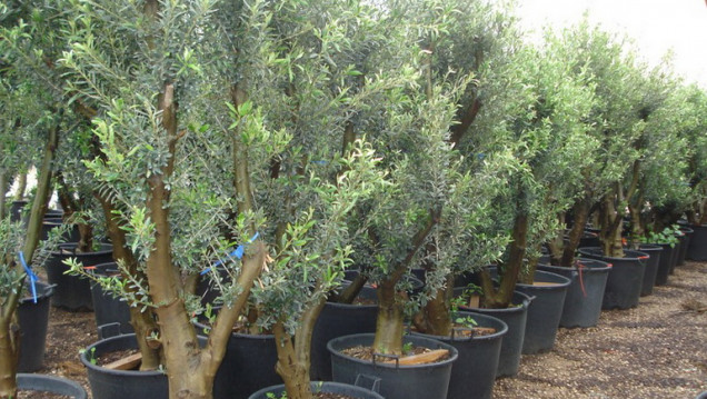 imagen Estudian si plaguicidas contaminan los plantines de olivo