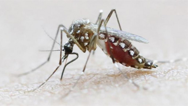 imagen Aprobaron el primer test para detectar el virus del zika en donaciones de sangre