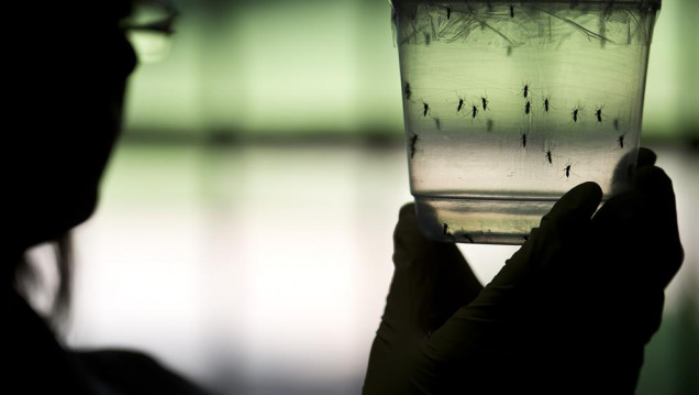 imagen Buscan frenar el virus del Zika a través de mosquitos alterados genéticamente