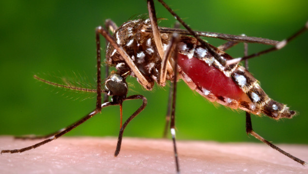 imagen Zika: críticas de Naciones Unidas a la recomendación de evitar embarazos